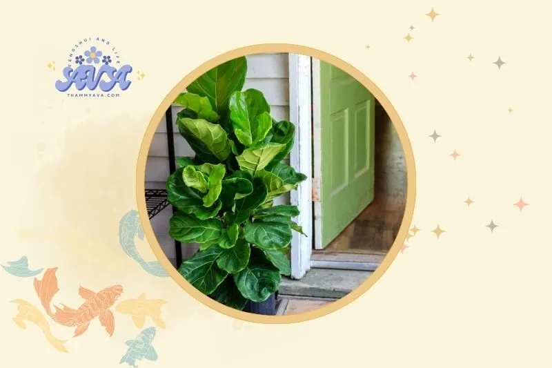 Đặt cây bàng Singapore ở đâu để hợp phong thuỷ?