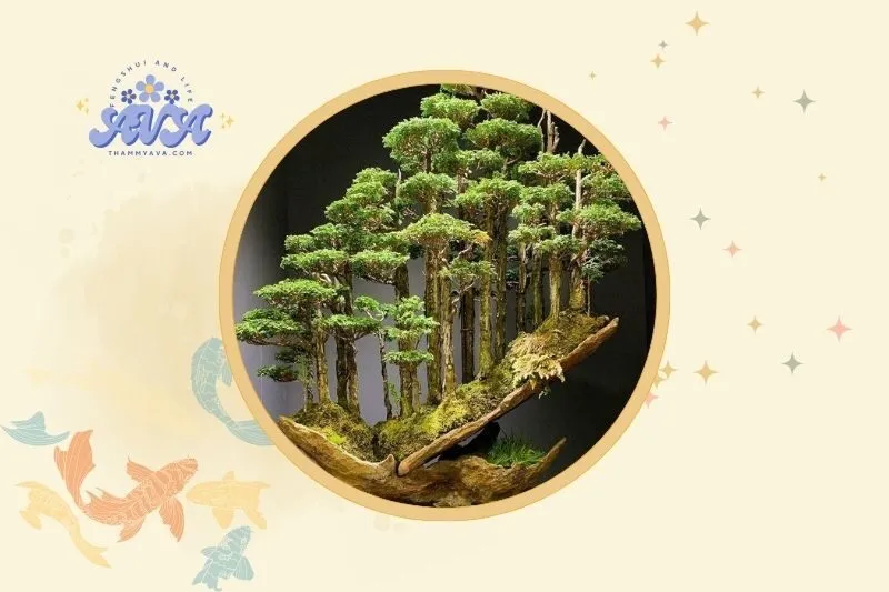 Cách bài trí cây bonsai phong thủy trong nhà