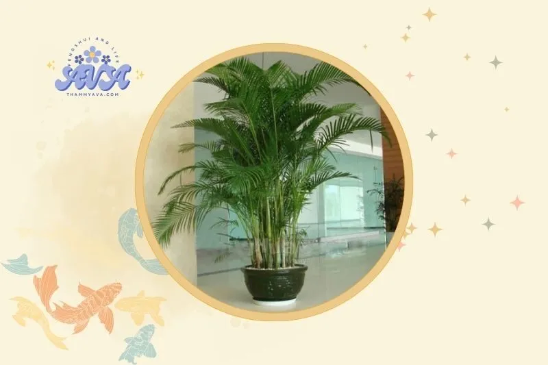 Cách bài trí cây cau cảnh trong không gian sống hợp phong thủy