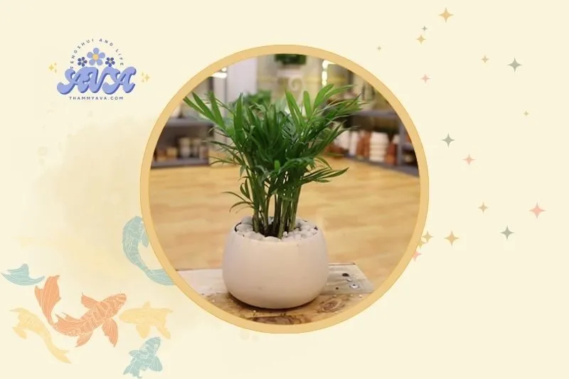 Cách bày trí cây cau tiểu trâm hợp lý trong phong thủy