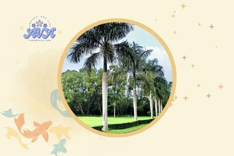 Cách đặt cây cau vua hợp lý để tăng giá trị phong thủy