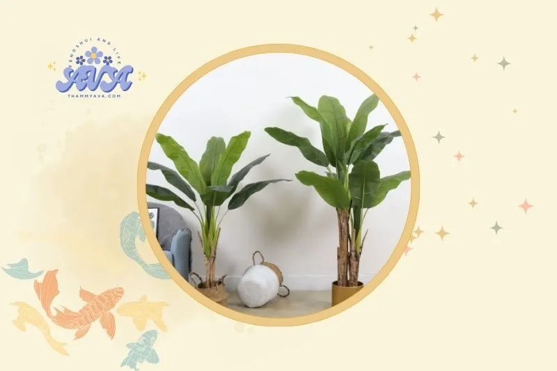 Cách Đặt Cây Chuối Cảnh Để Thu Hút Lộc