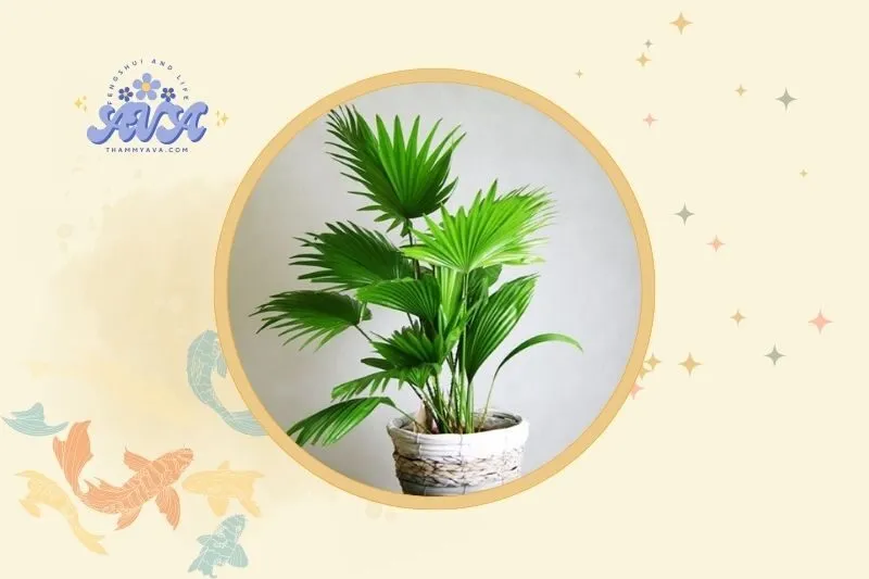 Cách bài trí cây cọ cảnh phong thủy trong nhà