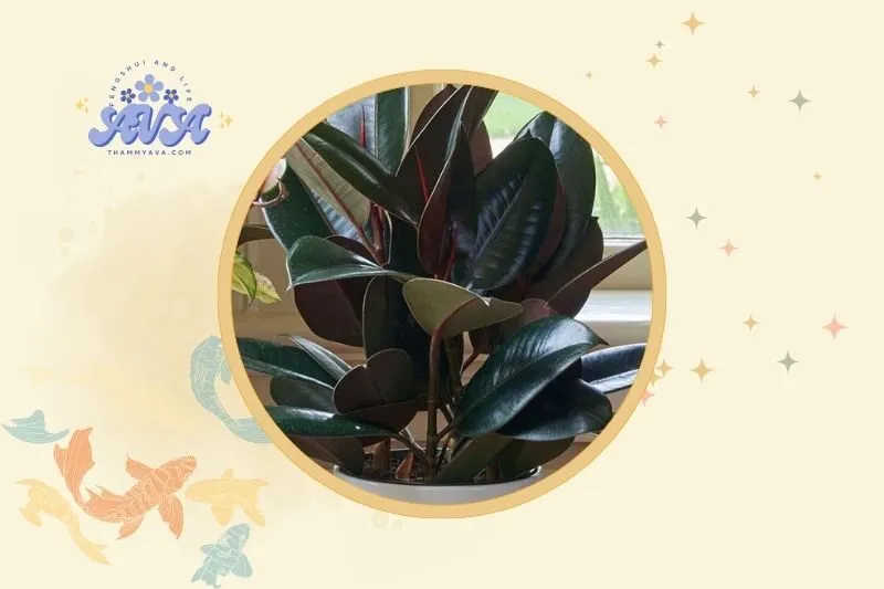 Cách đặt cây đa búp đỏ hợp lý trong không gian sống