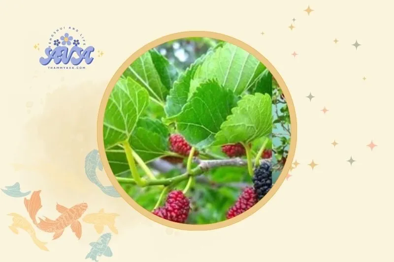 Cách bài trí cây dâu tằm trong nhà hợp phong thủy