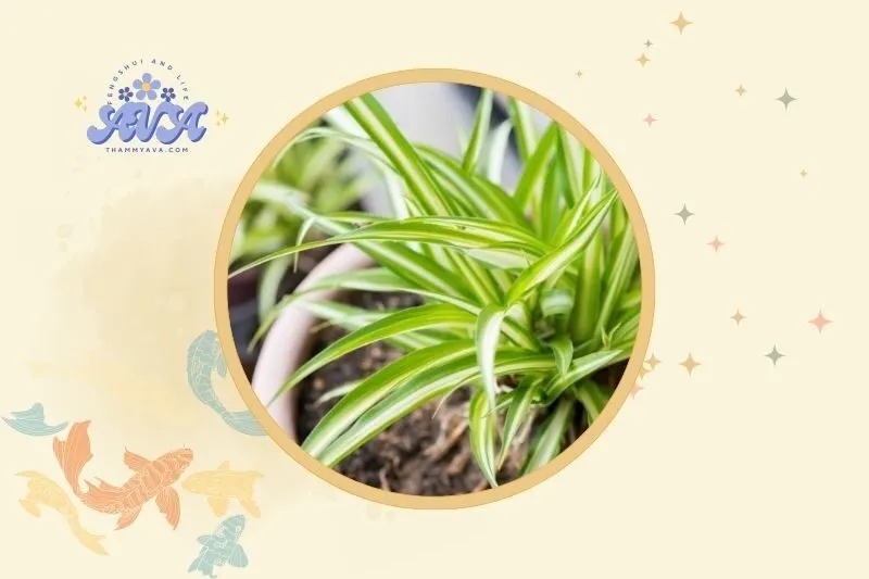 Cách đặt cây dây nhện phong thủy hút tài lộc