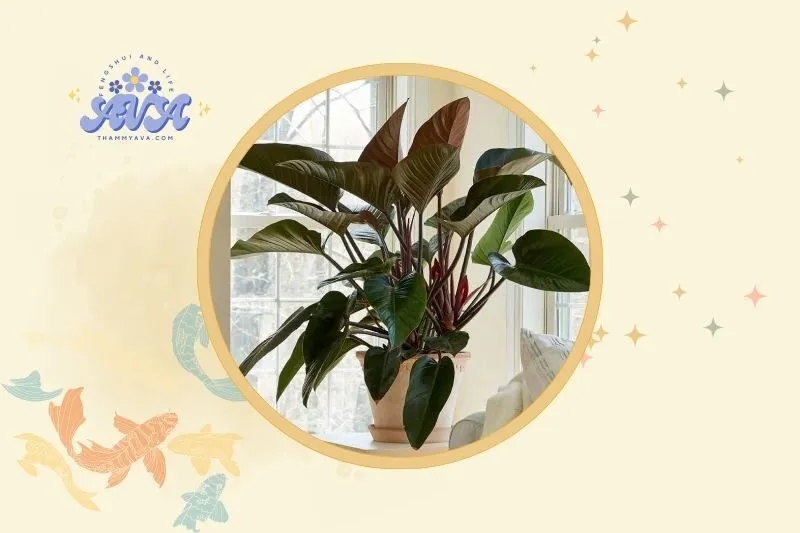 Vị trí đặt cây Đế Vương hợp lý trong nhà và văn phòng