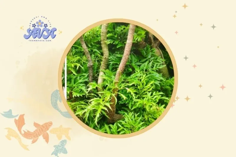 Cách bài trí cây đinh lăng trong không gian sống