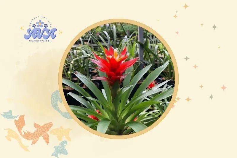 Cách bài trí cây dứa cảnh nến trong nhà để hợp phong thủy