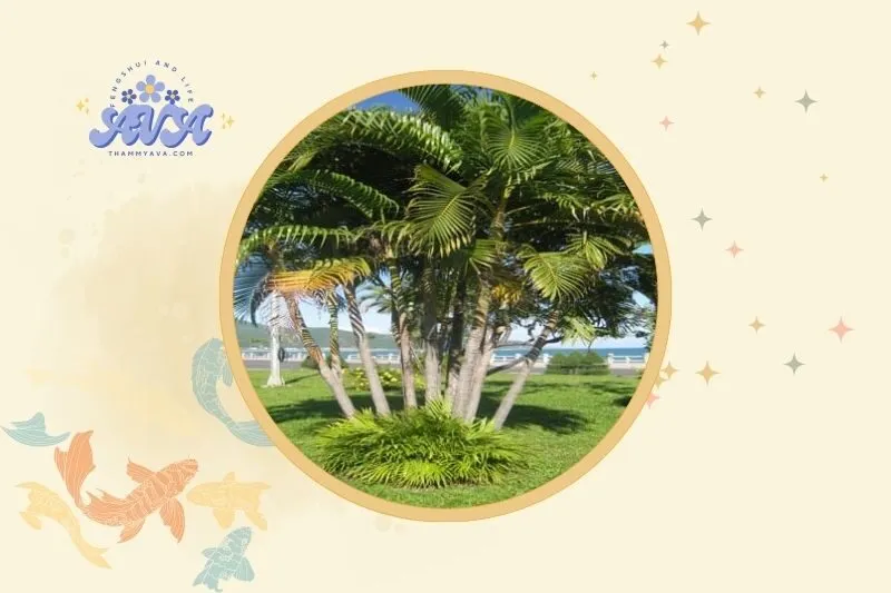 Cách bài trí cây dừa cảnh hợp lý trong phong thủy