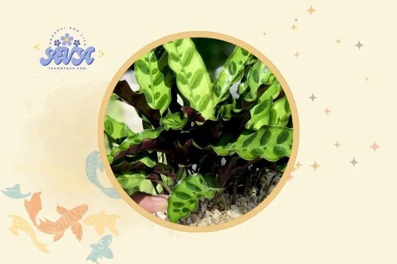 Cách đặt cây đuôi công phong thủy hút tài lộc