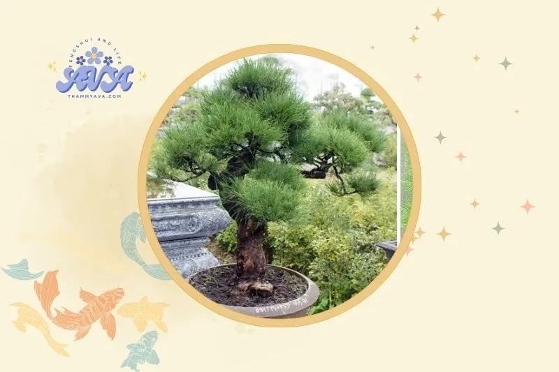 Vị trí đặt cây dương liễu hợp lý trong phong thủy