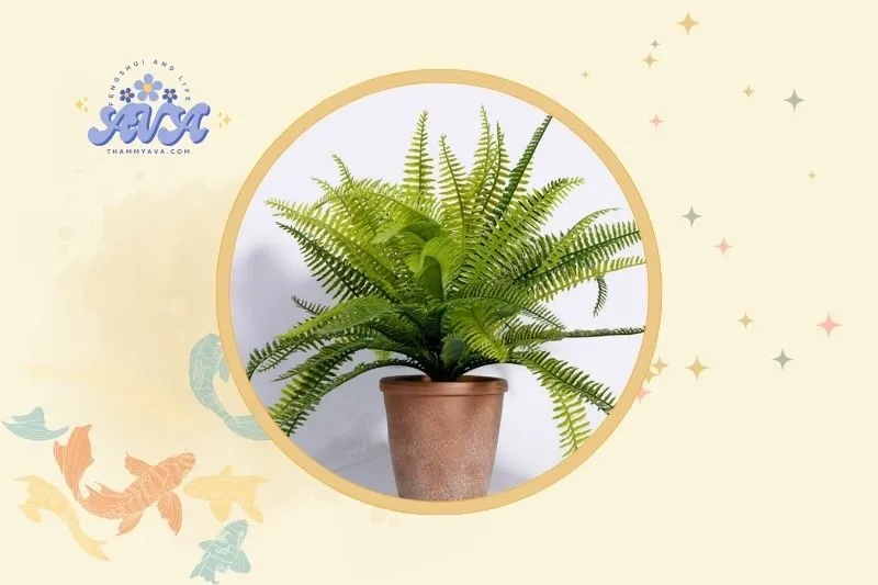 Cách đặt cây dương xỉ để phát huy hiệu quả phong thủy