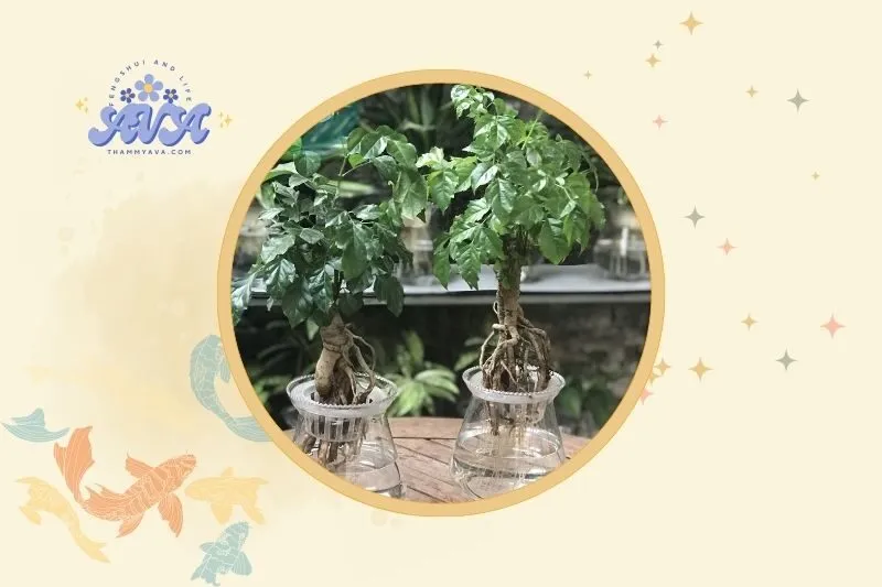 Cách bài trí cây hạnh phúc hợp phong thủy