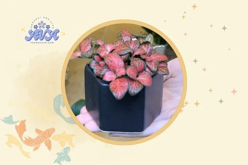 Cách đặt cây hoa cẩm nhung đỏ hợp lý trong không gian sống
