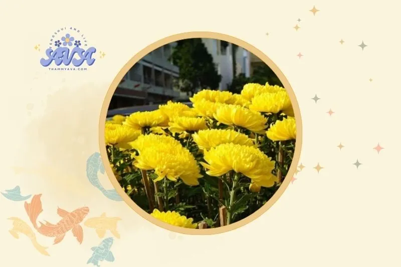 Cách Đặt Hoa Cúc Trong Nhà Theo Phong Thủy