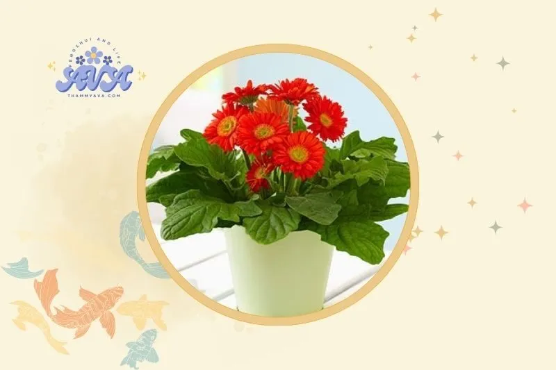 Cách Bố Trí Hoa Đồng Tiền Trong Không Gian Nội Thất