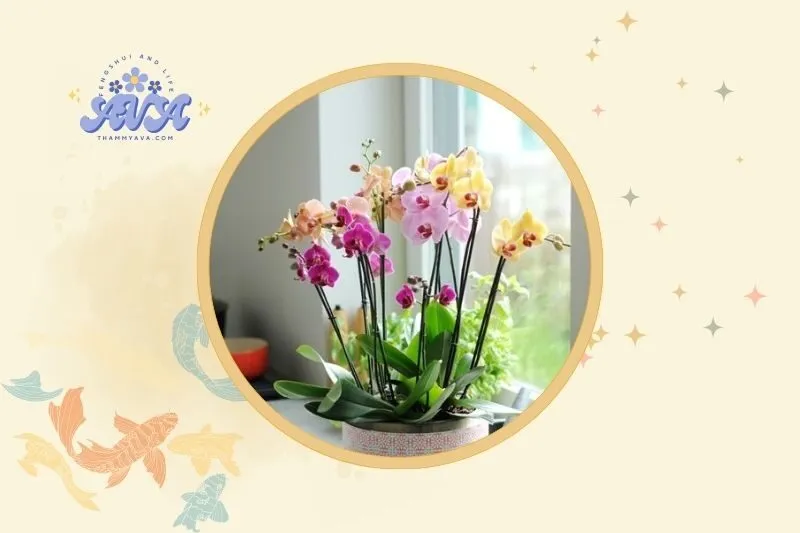 Cách đặt cây hoa lan phong thuỷ trong nhà