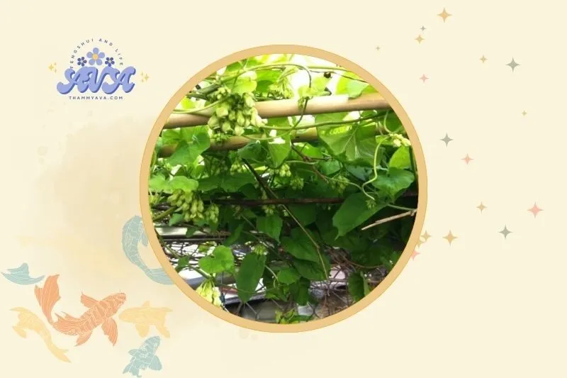 Cách đặt và bố trí cây hoa thiên lý hợp phong thủy