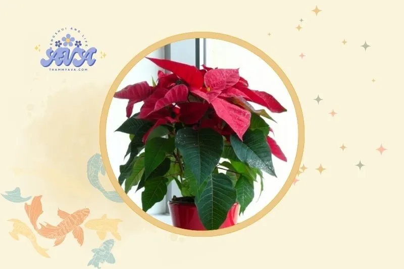 Hướng dẫn đặt cây hoa trạng nguyên hợp phong thủy trong không gian sống