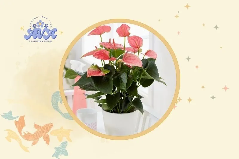 Cách Đặt Cây Hồng Môn Phong Thuỷ trong Không Gian