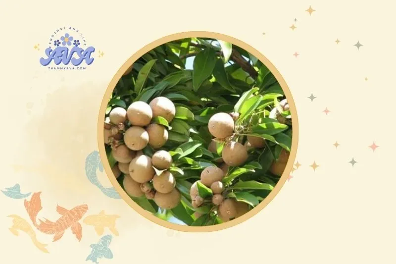 Cách bài trí cây hồng xiêm hợp lý trước nhà