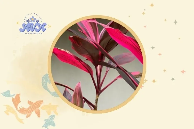 Gợi ý cách bài trí cây Huyết Dụ hợp phong thuỷ