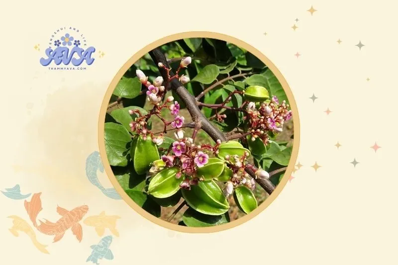 Vị trí trồng cây khế hợp phong thủy