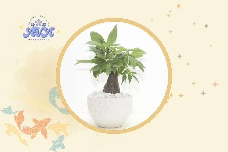 Cách đặt cây kim ngân hợp lý trong phong thuỷ