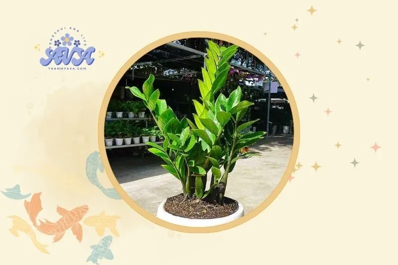 Cách đặt cây kim tiền hợp lý trong phong thủy