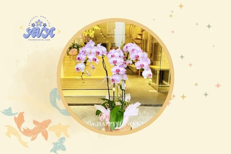 Cách đặt cây lan hồ điệp phong thủy trong nhà