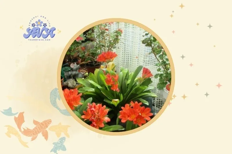 Cách đặt cây lan quân tử hợp phong thuỷ