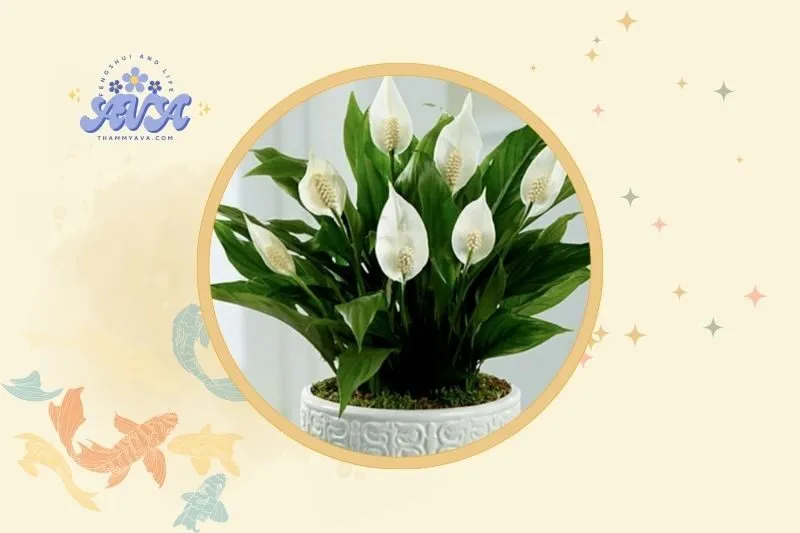 Đặt cây Lan Ý ở đâu để phát huy tối đa phong thủy?