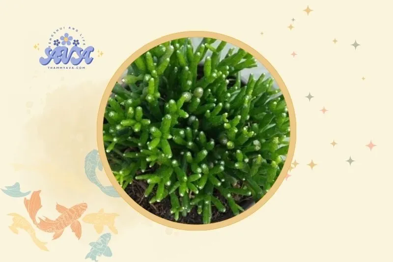 Đặt cây lộc nhung ở đâu trong nhà để hợp phong thủy?