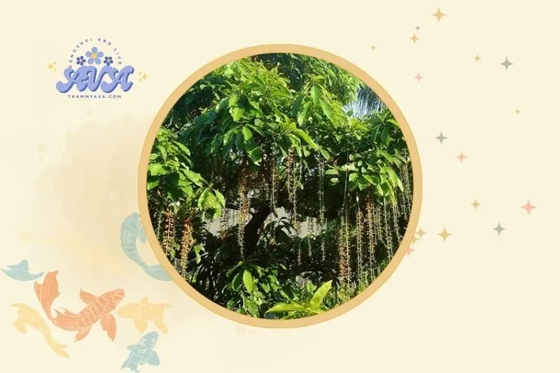 Cách bài trí cây lộc vừng hợp phong thuỷ