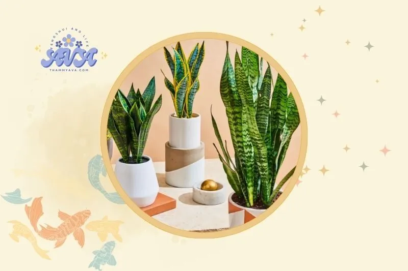 Vị trí đặt cây lưỡi hổ hợp lý trong nhà và văn phòng