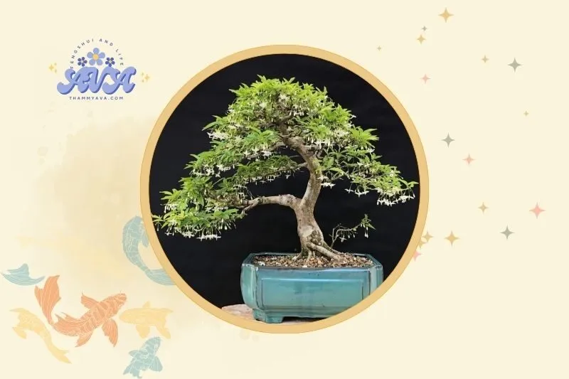 Cách bài trí cây mai chiếu thủy trong nhà hợp phong thủy