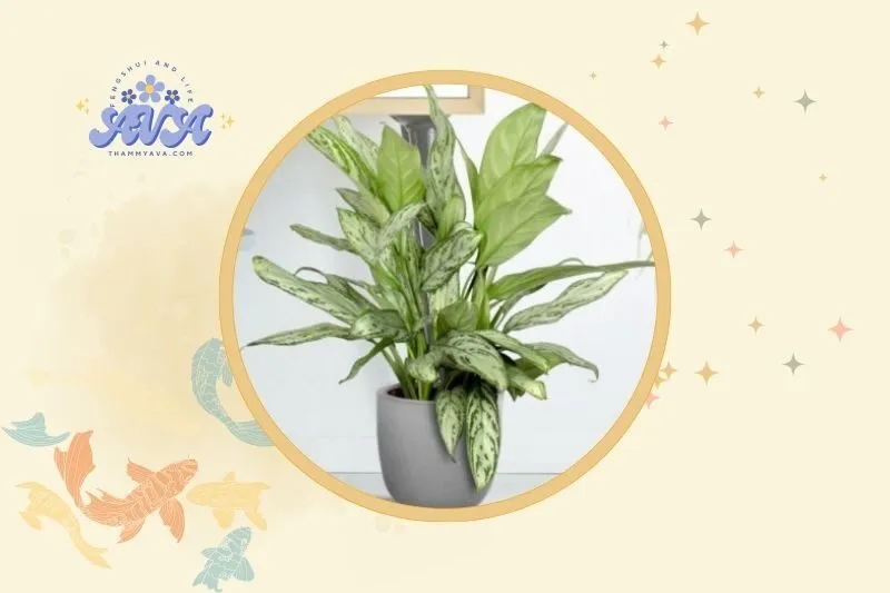 Gợi ý vị trí đặt cây Ngân Hậu hợp phong thủy
