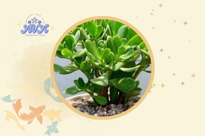 Cây ngọc bích nên đặt ở đâu để mang lại phong thủy tốt?