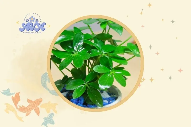 Cách bài trí cây ngũ gia bì hợp phong thủy