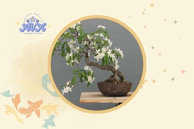 Cách đặt cây nguyệt quế trong nhà và không gian sống