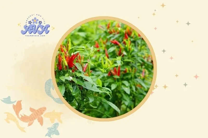 Cách bài trí cây ớt phong thủy trong không gian sống