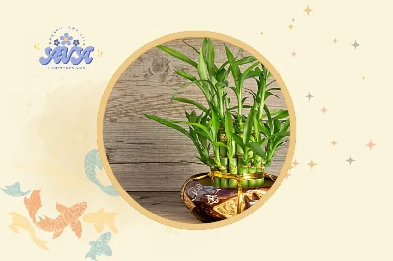 Cách đặt cây Phất Dụ hợp phong thủy trong nhà