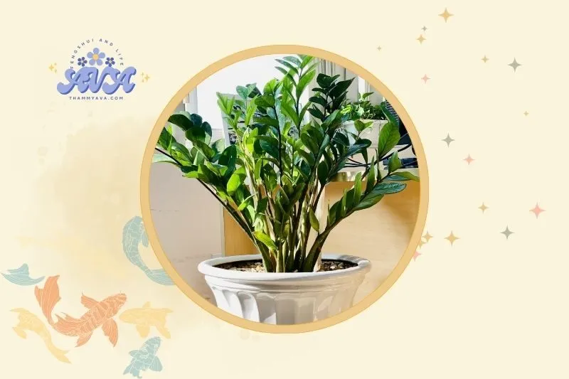 Cách đặt cây phát tài hợp phong thủy