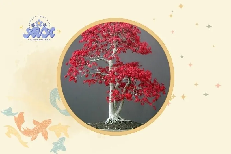 Cách Bày Trí Cây Phong Lá Đỏ Phong Thủy Để Hút Tài Lộc