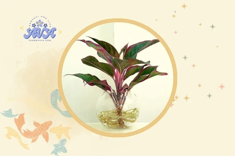 Cách đặt cây phú quý hợp lý trong nhà và văn phòng