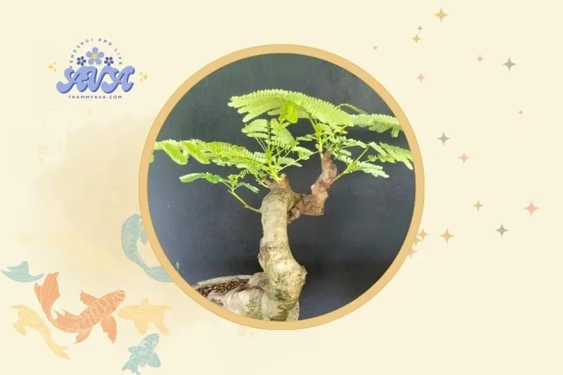 Vị trí đặt cây phượng vĩ bonsai hợp lý