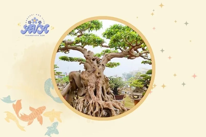 Cách đặt cây sanh phong thủy trong nhà và ngoài sân vườn