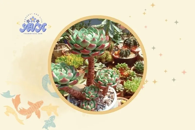 Cách đặt cây sen đá hợp lý trong nhà và văn phòng