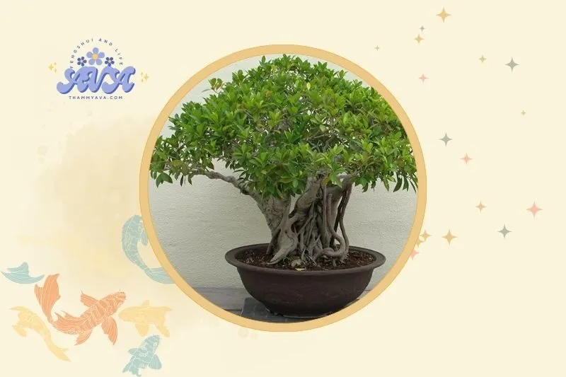 Cách đặt cây si hợp lý trong nhà và ngoài trời